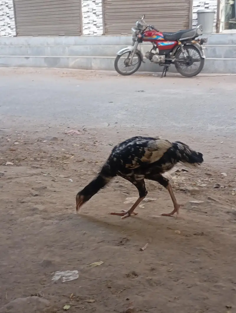 Urgent sales Aseel Chicks — photo 2