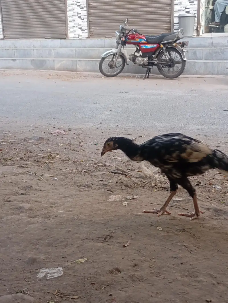 Urgent sales Aseel Chicks — photo 3