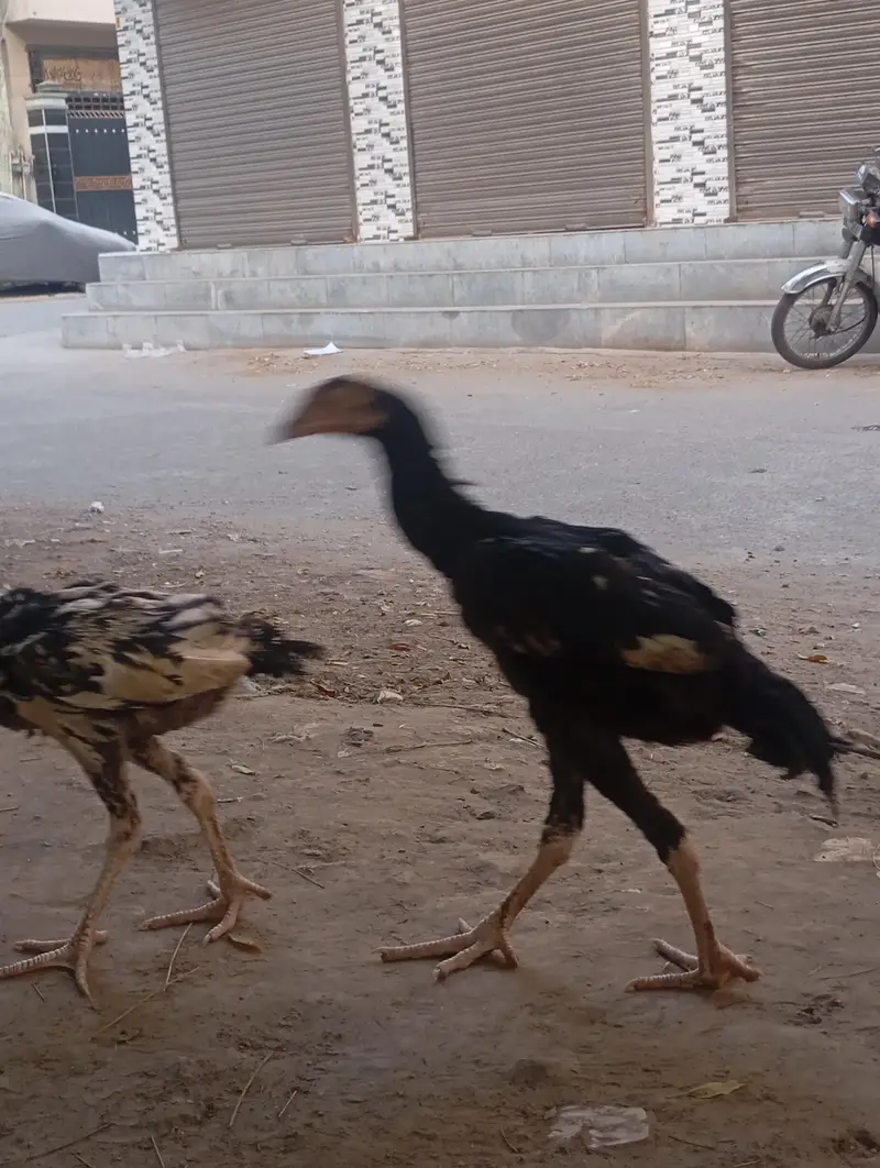 Urgent sales Aseel Chicks — photo 4