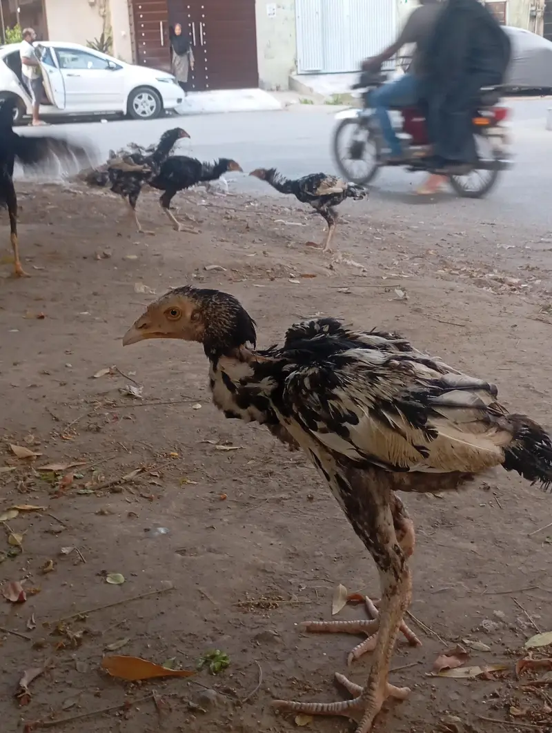 Urgent sales Aseel Chicks — photo 5