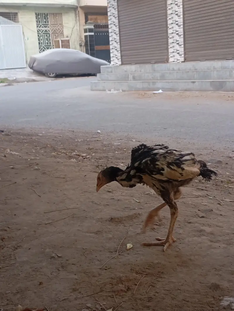 Urgent sales Aseel Chicks — photo 6