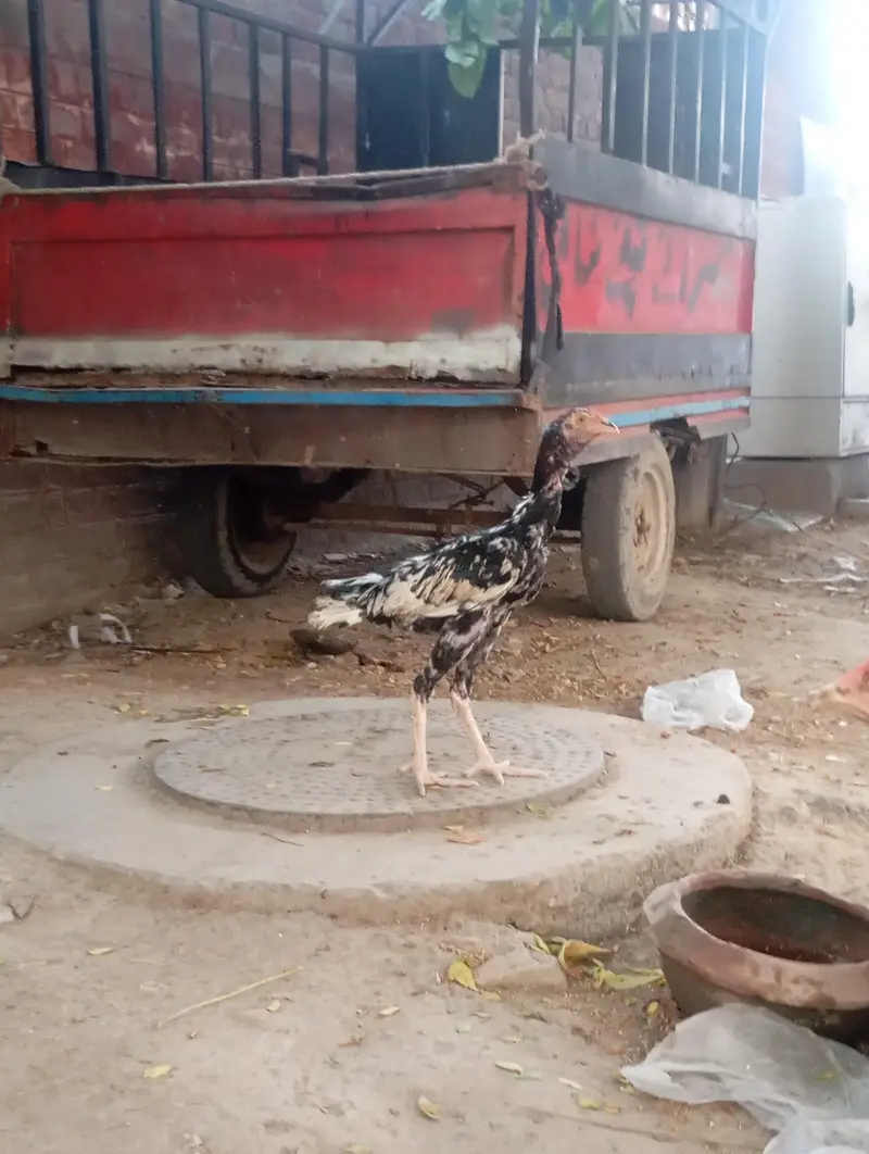 Urgent sales Aseel Chicks — photo 7