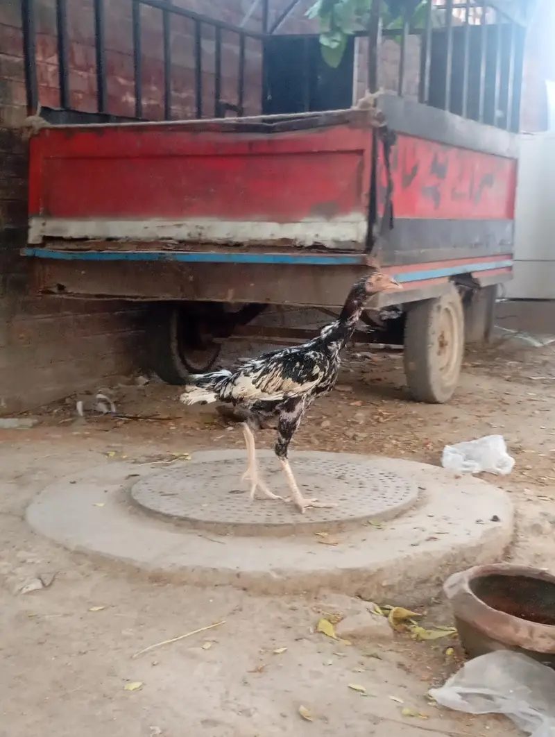 Urgent sales Aseel Chicks — photo 8