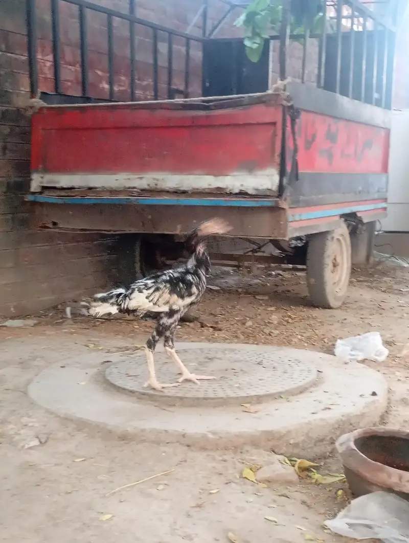 Urgent sales Aseel Chicks — photo 9