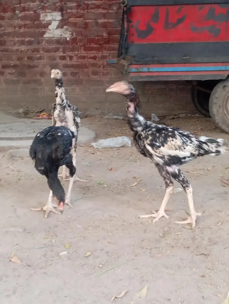 Urgent sales Aseel Chicks — photo 10