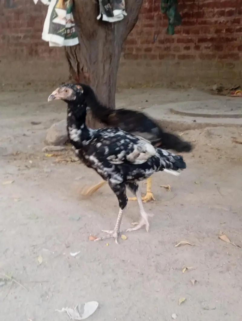 Urgent sales Aseel Chicks — photo 11