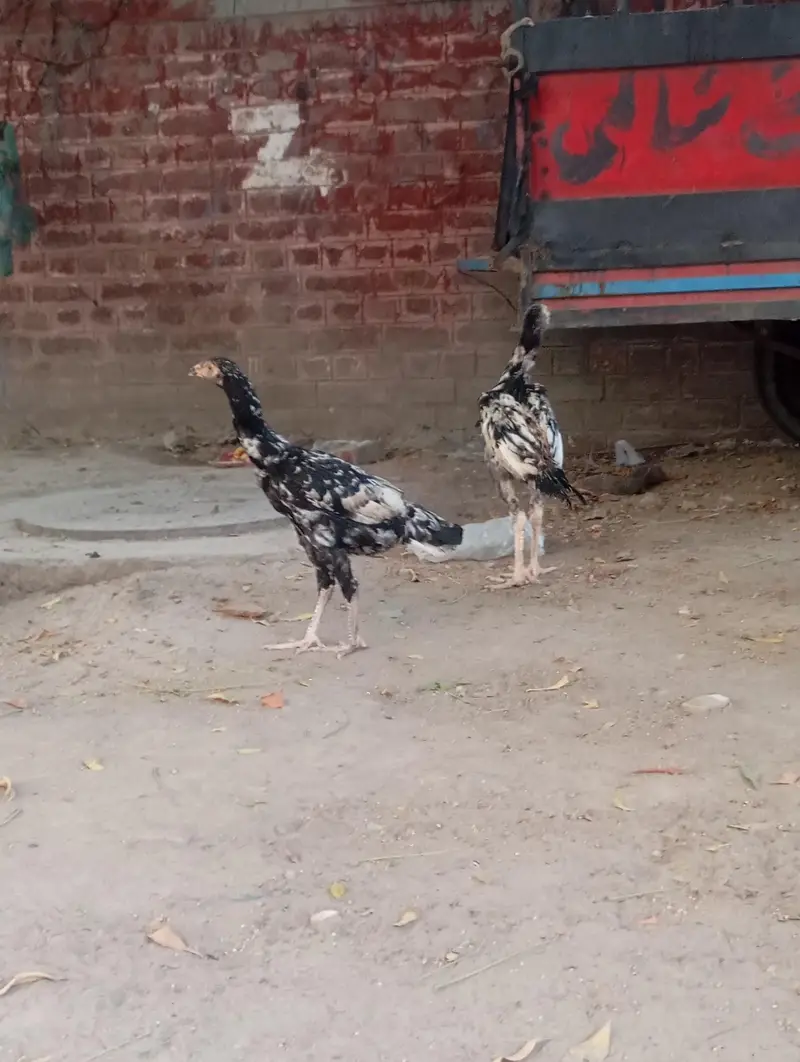 Urgent sales Aseel Chicks — photo 12
