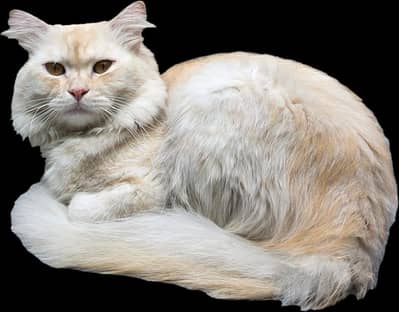 Persian male cat for mating