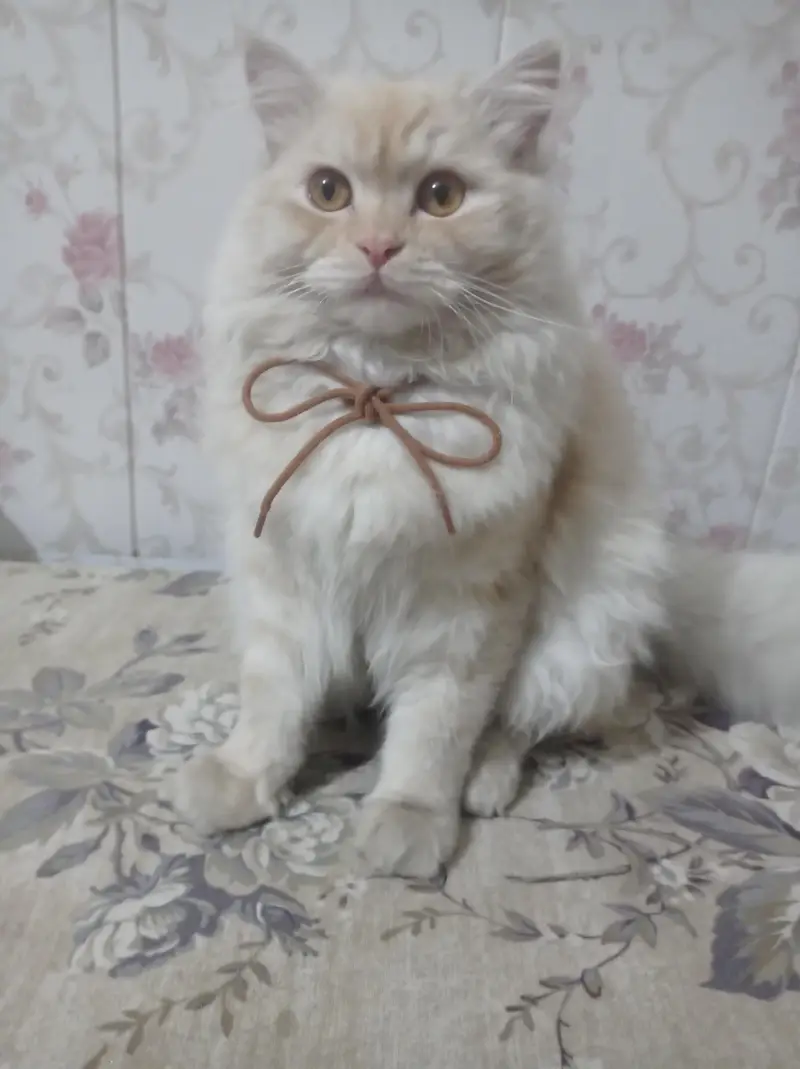 Persian male cat for mating — photo 2