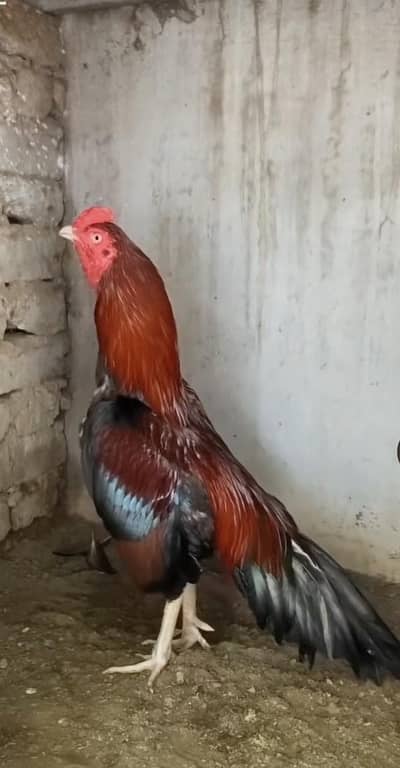 aseel eggs available