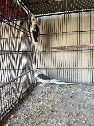 cockatiel breeder