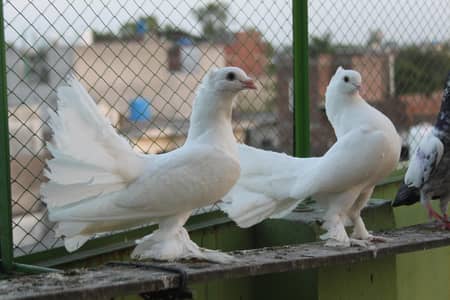 Fancy Laka Peigons pairs
