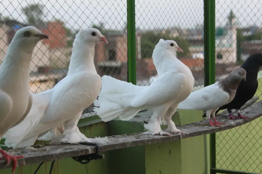 Fancy Laka Peigons pairs — photo 3