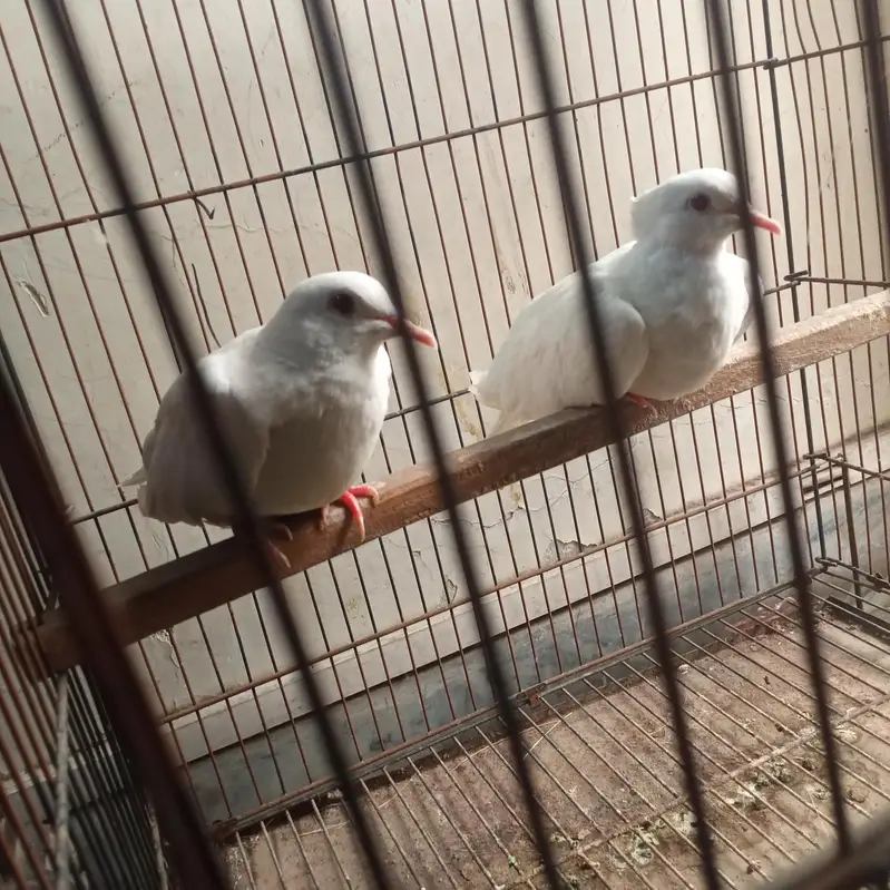 White dove — photo 2