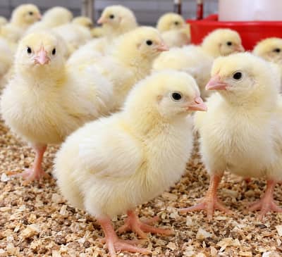 Broiler Day Old chicks available for sale
