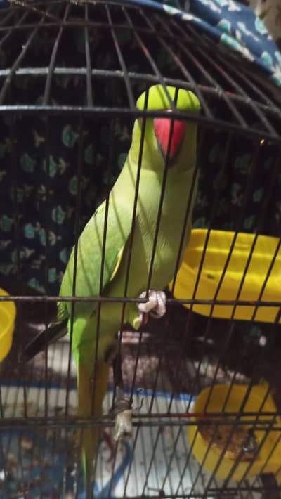 Green Khta Talking parrot