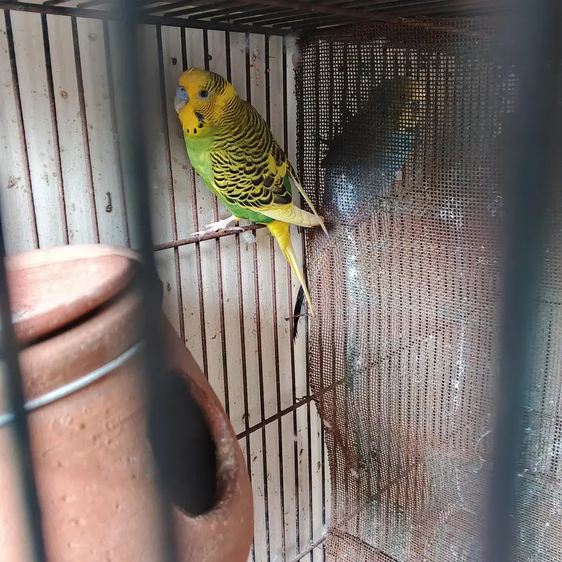 Lutini Red for sale — photo 5