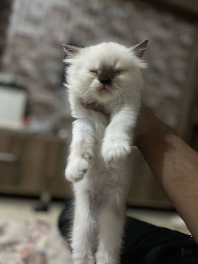 Perisan kittens triple coated