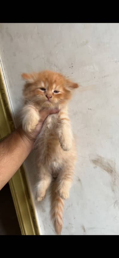 Perisan kittens triple coated