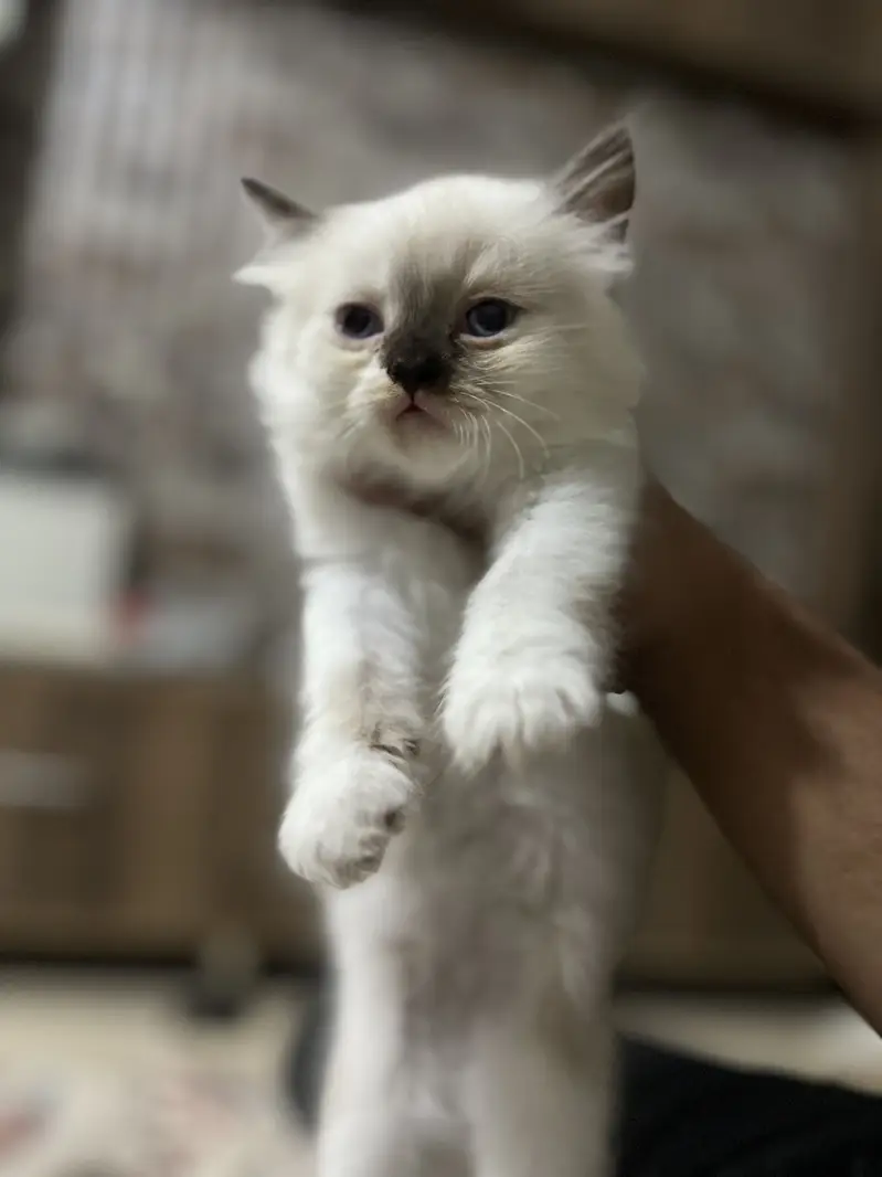 Perisan kittens triple coated — photo 3