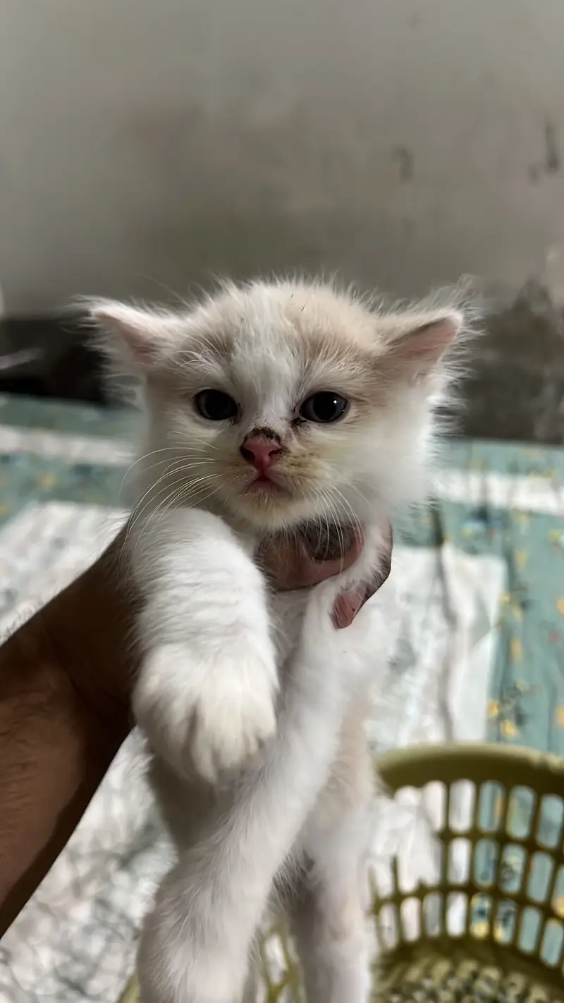 Perisan kittens triple coated — photo 4