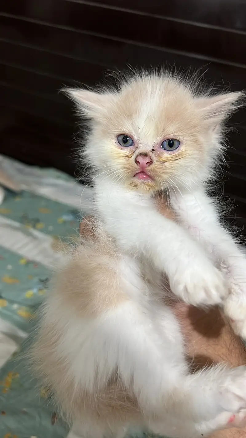 Perisan kittens triple coated — photo 5