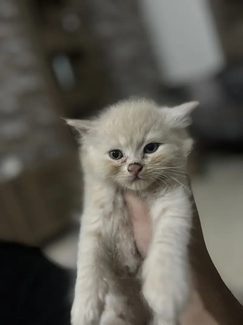 Perisan kittens triple coated — photo 6
