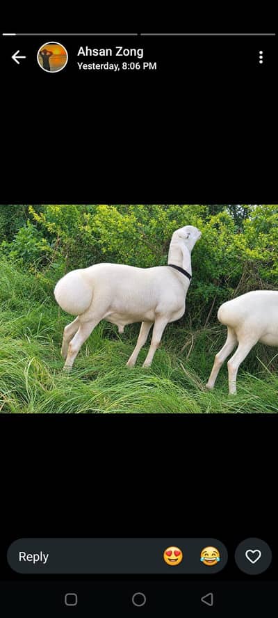 تلک گنگی نسل کا ایک دنبہ فار سیل ہے