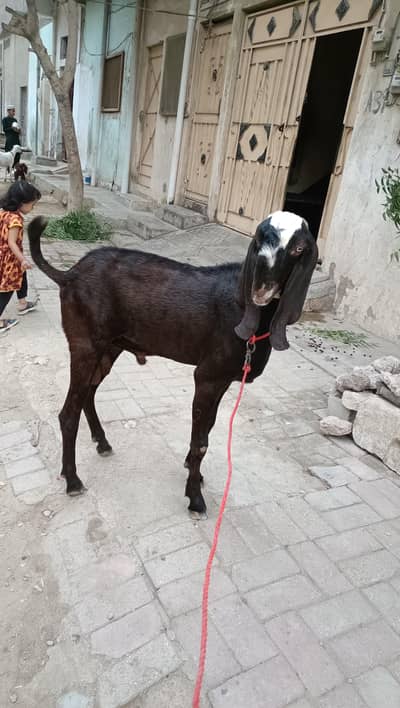 Beetal Nagra Fresh 2 Dant A1 Quality For Sale