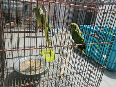 urgent sale