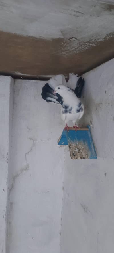 mix pigeons for sale