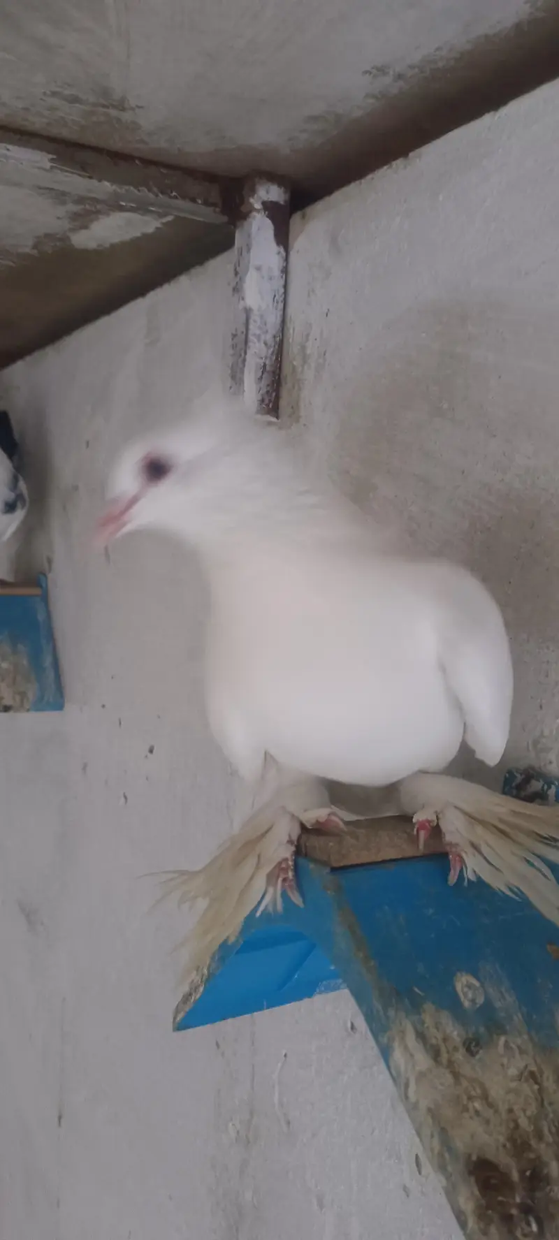 mix pigeons for sale — photo 2