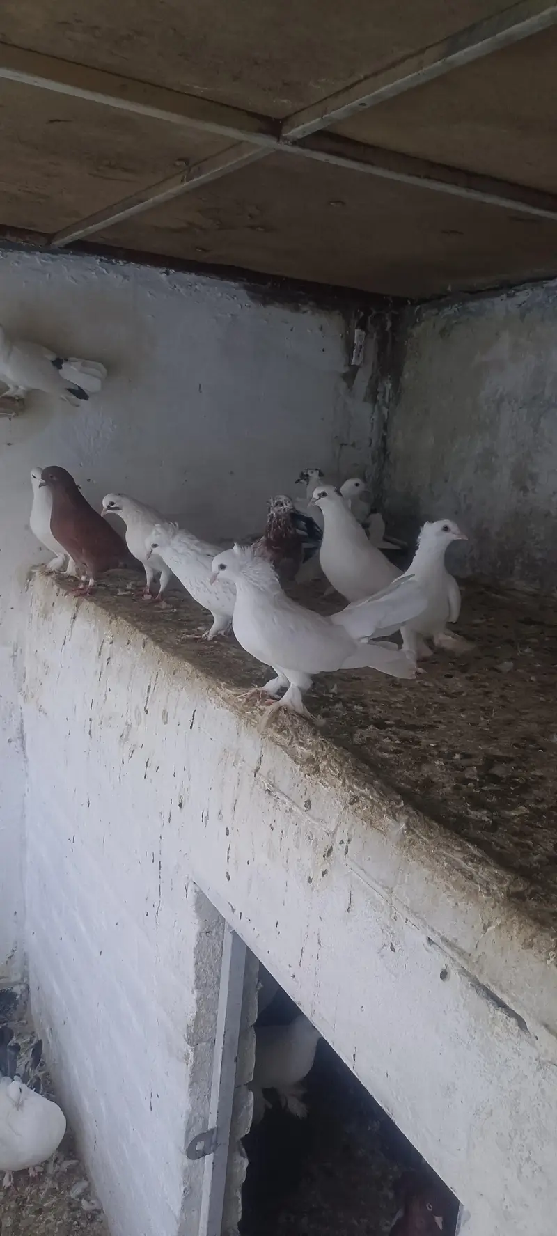 mix pigeons for sale — photo 3