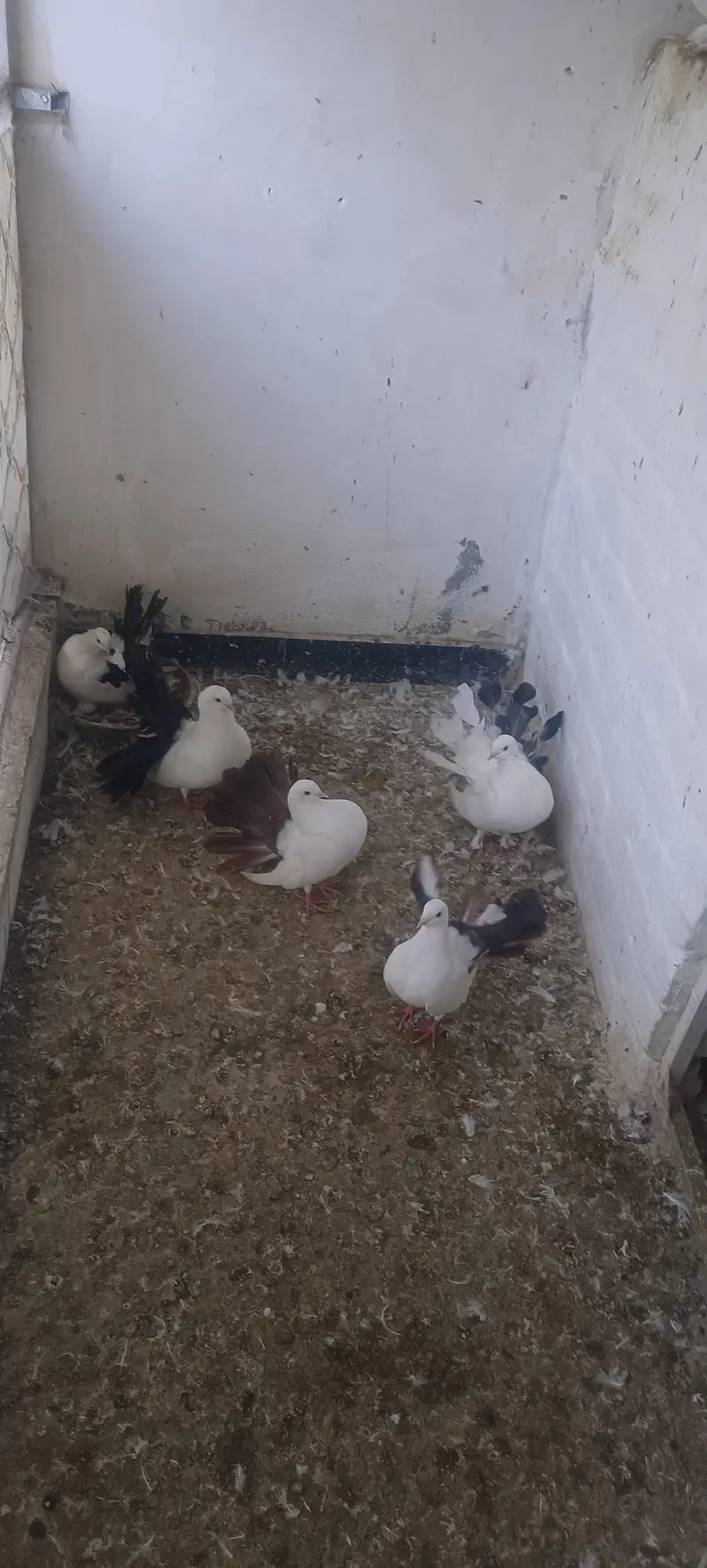 mix pigeons for sale — photo 4