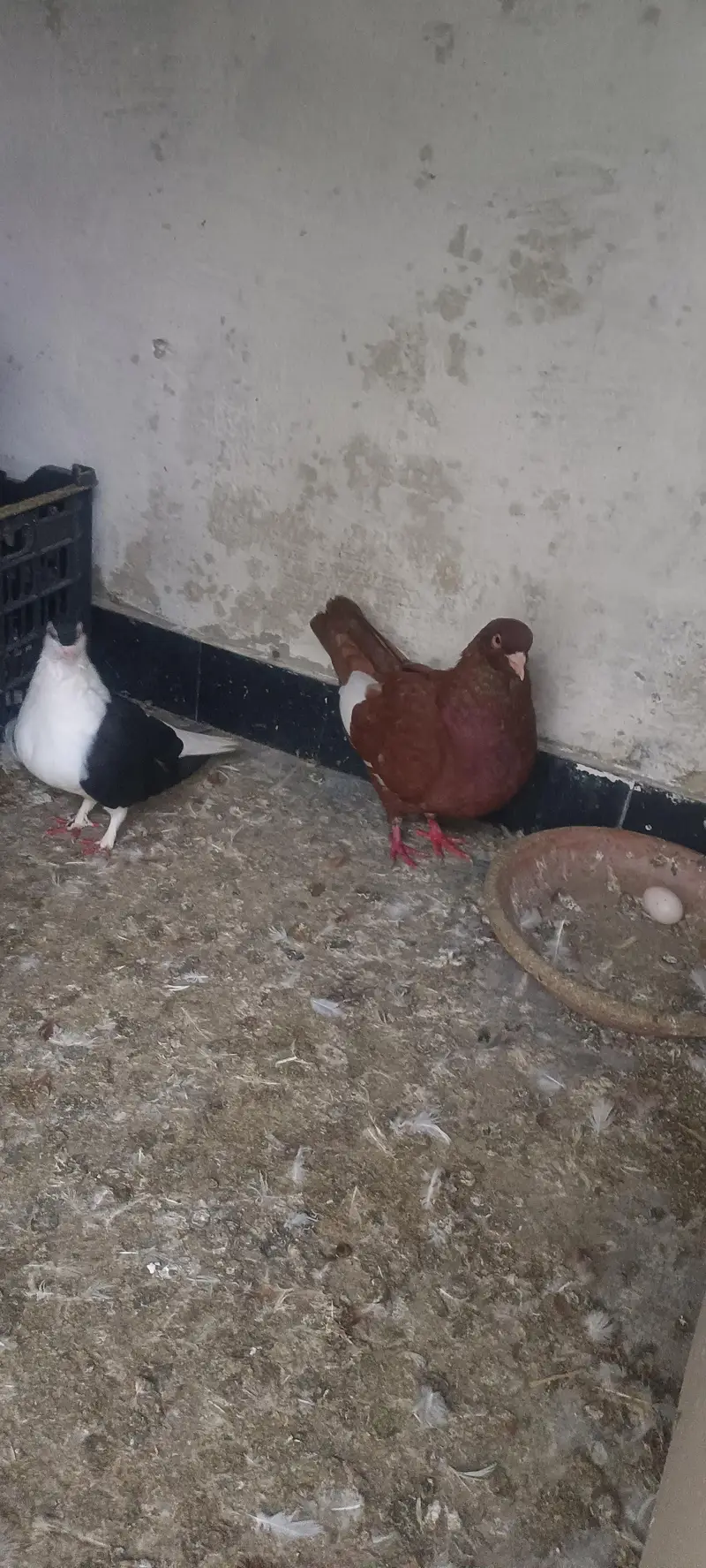 mix pigeons for sale — photo 5