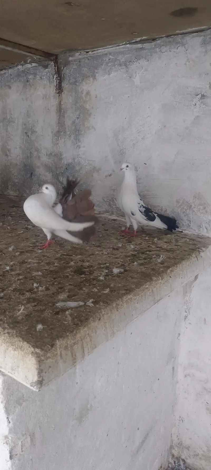 mix pigeons for sale — photo 6