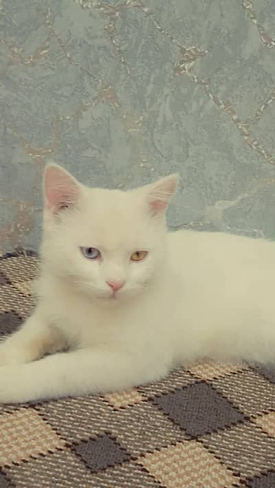White Cat with Beautiful Blue & Golden Eyes