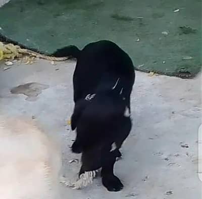 lab pup female