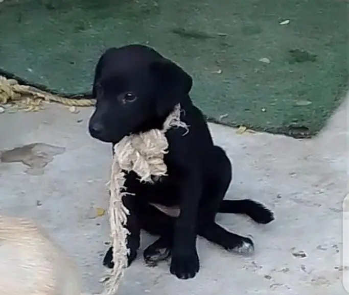 lab pup female — photo 2