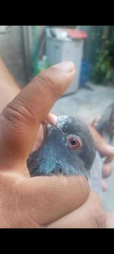 red eye dab wala pair