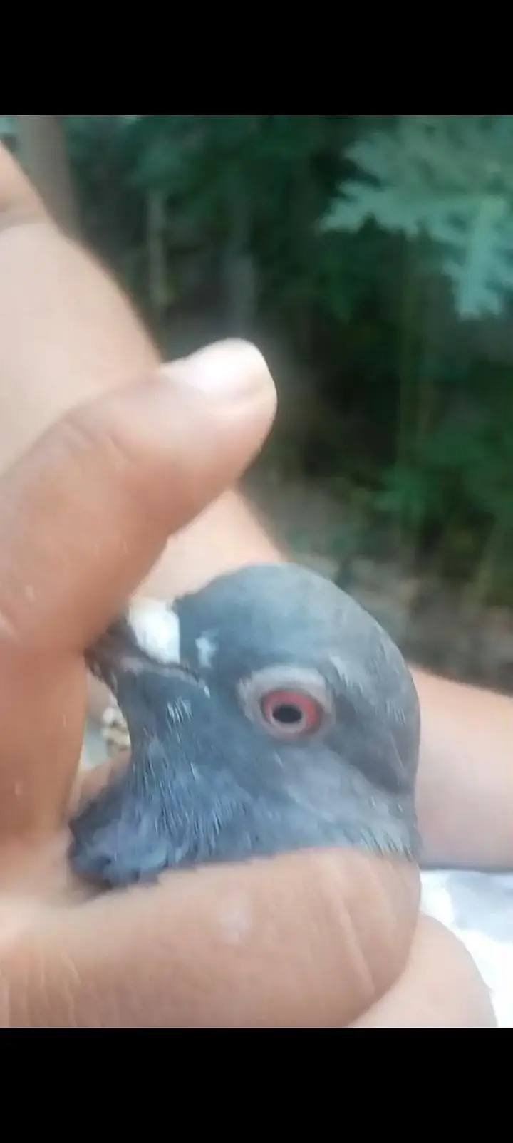 red eye dab wala pair — photo 4