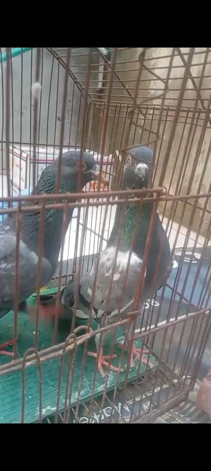 red eye dab wala pair — photo 6
