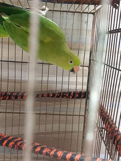 green parrot