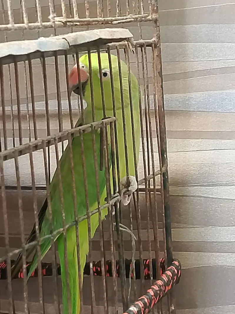 green parrot — photo 2