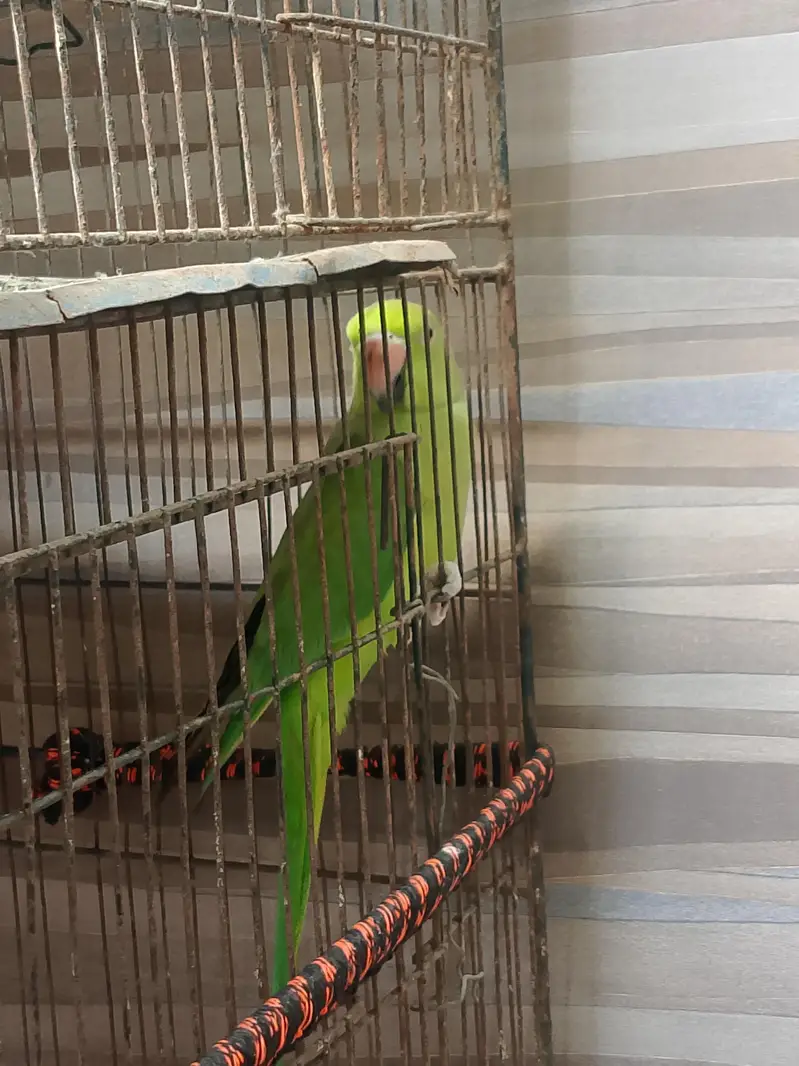 green parrot — photo 3