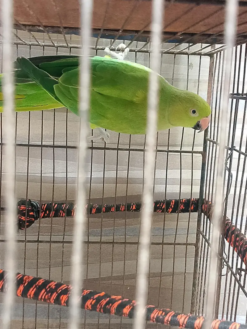 green parrot — photo 4