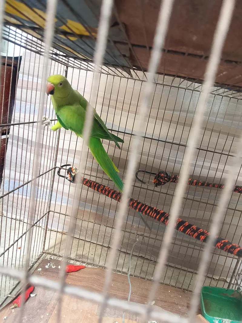 green parrot — photo 5