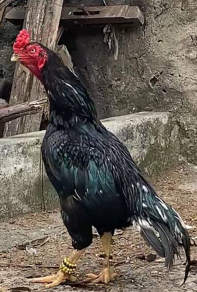 lasani murga 03105018400