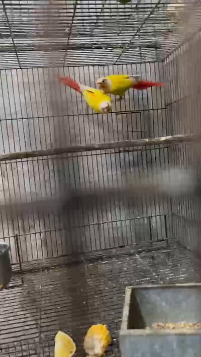 sun chick conure