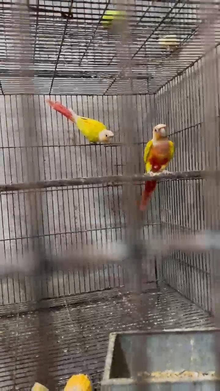 sun chick conure 1
